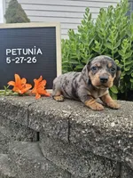 Petunia, a female Dachshund for sale in Nappanee, IN – 10 of 10