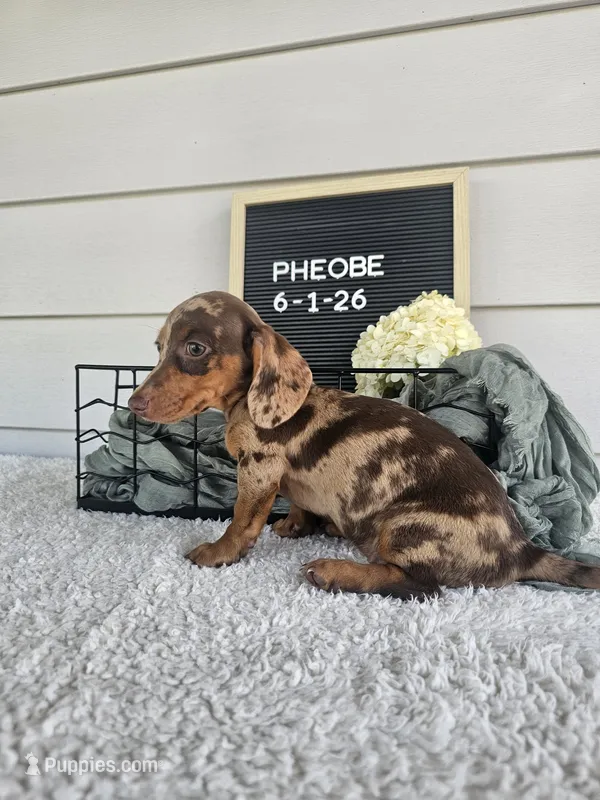 Phoebe – Dachshund puppy for sale in Nappanee, IN