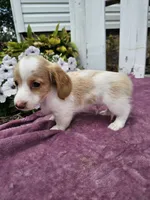 Flash, a male Miniature Dachshund for sale in Nappanee, IN – 4 of 7