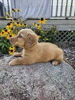 Pumpkin, a male Miniature Dachshund for sale in Nappanee, IN – 6 of 10