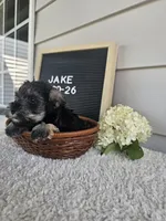 Jake, a male Miniature Schnauzer for sale in Nappanee, IN – 4 of 10