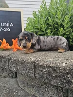 Petunia, a female Dachshund for sale in Nappanee, IN – 3 of 10