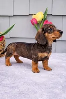 Maggie, a female Dachshund for sale in Nappanee, IN – Photo 4 of 6