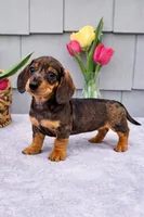 Maggie, a female Dachshund for sale in Nappanee, IN – Photo 5 of 6