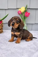 Maggie, a female Dachshund for sale in Nappanee, IN – Photo 6 of 6