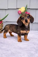 Maggie, a female Dachshund for sale in Nappanee, IN – Photo 3 of 6