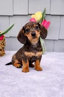 Maggie, a female Dachshund for sale in Nappanee, IN – Photo 2 of 6