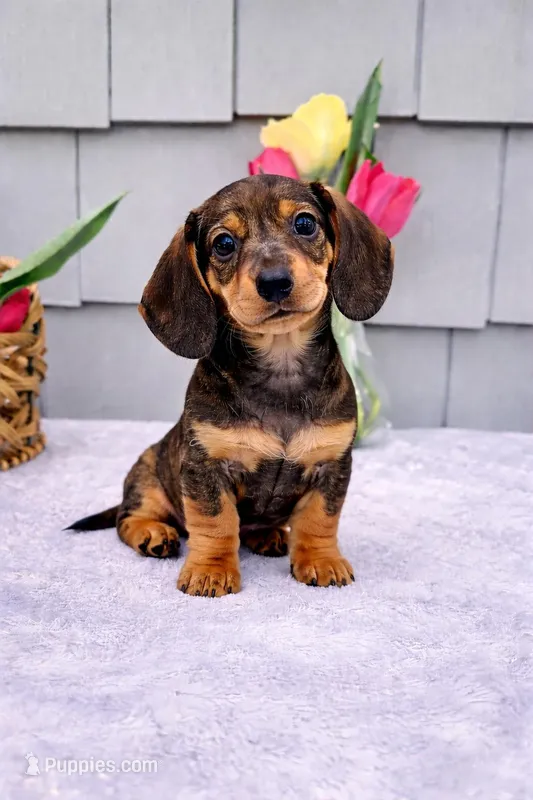 Maggie – Dachshund puppy for sale in Nappanee, IN