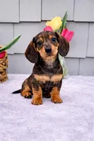 Maggie, a female Dachshund for sale in Nappanee, IN – Photo 1 of 6