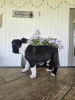 Arlo, a male Boston Terrier for sale in Nappanee, IN – 8 of 10