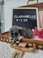 Clarabelle, a female Miniature Schnauzer for sale in Nappanee, IN – 6 of 10
