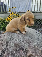 Autumn, a female Miniature Dachshund for sale in Nappanee, IN – 5 of 10