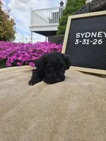 Sydney, a female Miniature Schnauzer for sale in Nappanee, IN – 2 of 9