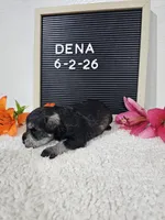 Dena, a female Miniature Schnauzer for sale in Nappanee, IN – 6 of 10