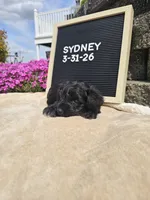 Sydney, a female Miniature Schnauzer for sale in Nappanee, IN – 9 of 9