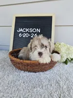 Jackson, a male Miniature Schnauzer for sale in Nappanee, IN – 8 of 10