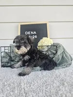 Dena, a female Miniature Schnauzer for sale in Nappanee, IN – 6 of 10