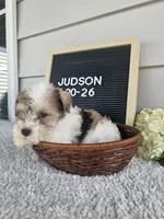 Judson, a male Miniature Schnauzer for sale in Nappanee, IN – 9 of 9