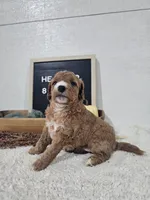 Heather, a female Miniature Goldendoodle for sale in Nappanee, IN – 4 of 10