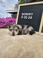 Sunny, a male Miniature Schnauzer for sale in Nappanee, IN – 3 of 9
