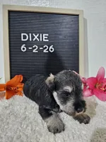 Dixie, a female Miniature Schnauzer for sale in Nappanee, IN – 3 of 10