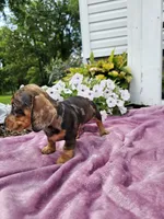 Hunter, a male Miniature Dachshund for sale in Nappanee, IN – 1 of 9