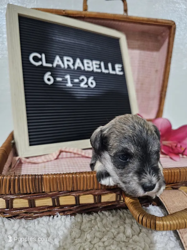 Clarabelle, a female Miniature Schnauzer for sale in Nappanee, IN – 1 of 10