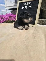 Sabre, a male Miniature Schnauzer for sale in Nappanee, IN – 4 of 10