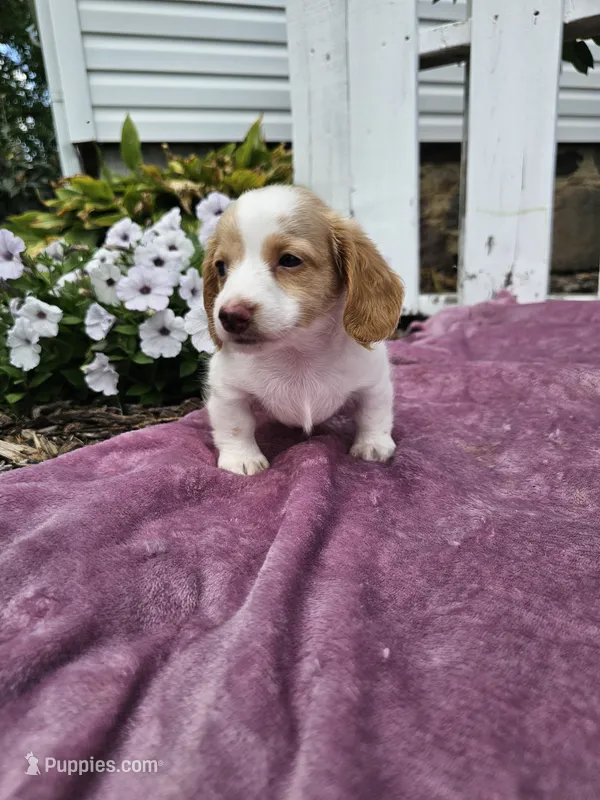 Flash – Miniature Dachshund puppy for sale in Nappanee, IN