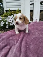 Flash, a male Miniature Dachshund for sale in Nappanee, IN – 1 of 7
