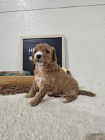 Heather, a female Miniature Goldendoodle for sale in Nappanee, IN – 6 of 10