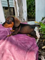 Jeff, a male Miniature Dachshund for sale in Nappanee, IN – 2 of 6
