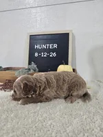 Hunter, a male Miniature Goldendoodle for sale in Nappanee, IN – 3 of 9