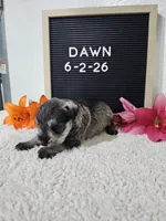 Dawn, a female Miniature Schnauzer for sale in Nappanee, IN – 3 of 10