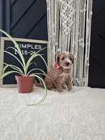 Dimples, a female Miniature Goldendoodle for sale in Nappanee, IN – Photo 6 of 10