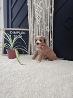 Dimples, a female Miniature Goldendoodle for sale in Nappanee, IN – Photo 2 of 10