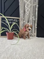 Dimples, a female Miniature Goldendoodle for sale in Nappanee, IN – Photo 8 of 10