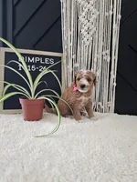 Dimples, a female Miniature Goldendoodle for sale in Nappanee, IN – Photo 4 of 10