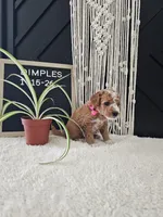 Dimples, a female Miniature Goldendoodle for sale in Nappanee, IN – Photo 9 of 10