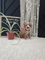 Dimples, a female Miniature Goldendoodle for sale in Nappanee, IN – Photo 7 of 10