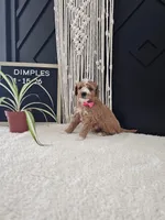 Dimples, a female Miniature Goldendoodle for sale in Nappanee, IN – Photo 3 of 10