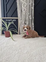 Dimples, a female Miniature Goldendoodle for sale in Nappanee, IN – Photo 10 of 10