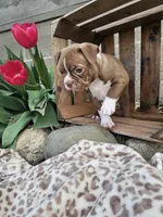 Bella, a female Boston Terrier for sale in Nappanee, IN – Photo 4 of 9