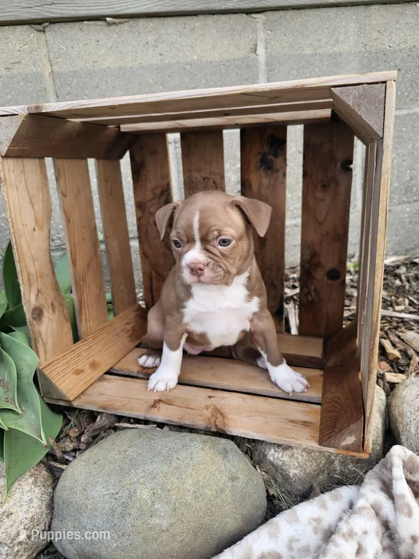 Bella – Boston Terrier puppy for sale in Nappanee, IN