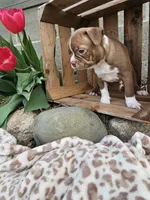 Bella, a female Boston Terrier for sale in Nappanee, IN – Photo 2 of 9