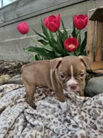 Bella, a female Boston Terrier for sale in Nappanee, IN – Photo 5 of 9