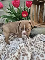 Bella, a female Boston Terrier for sale in Nappanee, IN – Photo 7 of 9