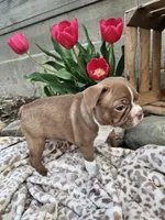 Bella, a female Boston Terrier for sale in Nappanee, IN – Photo 6 of 9