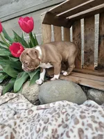 Bella, a female Boston Terrier for sale in Nappanee, IN – Photo 3 of 9