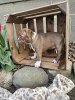 Bella, a female Boston Terrier for sale in Nappanee, IN – Photo 9 of 9